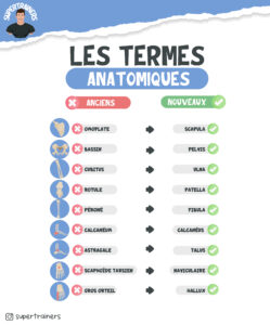 Nomenclature des termes anatomiques