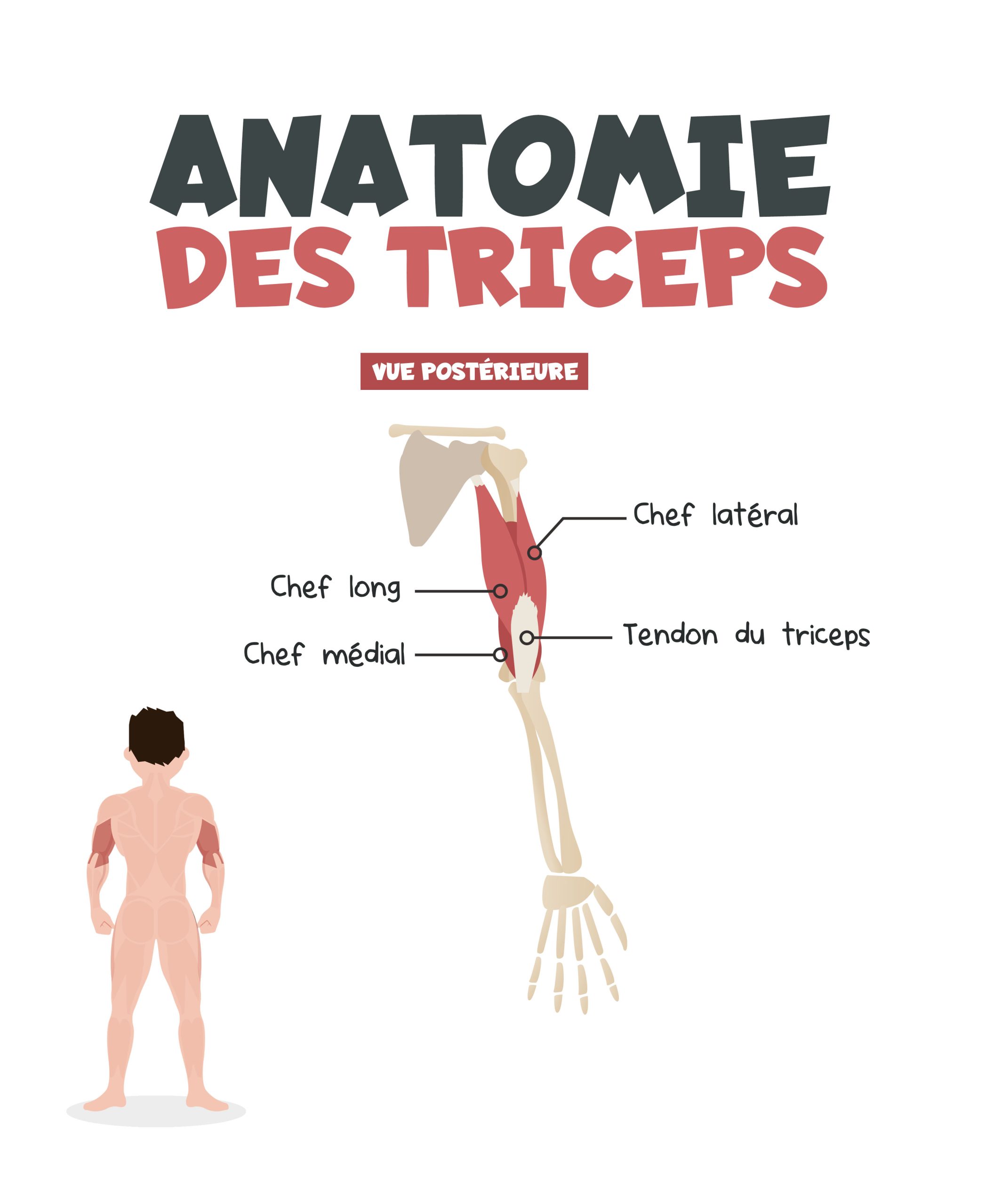 Comment muscler ses triceps ?