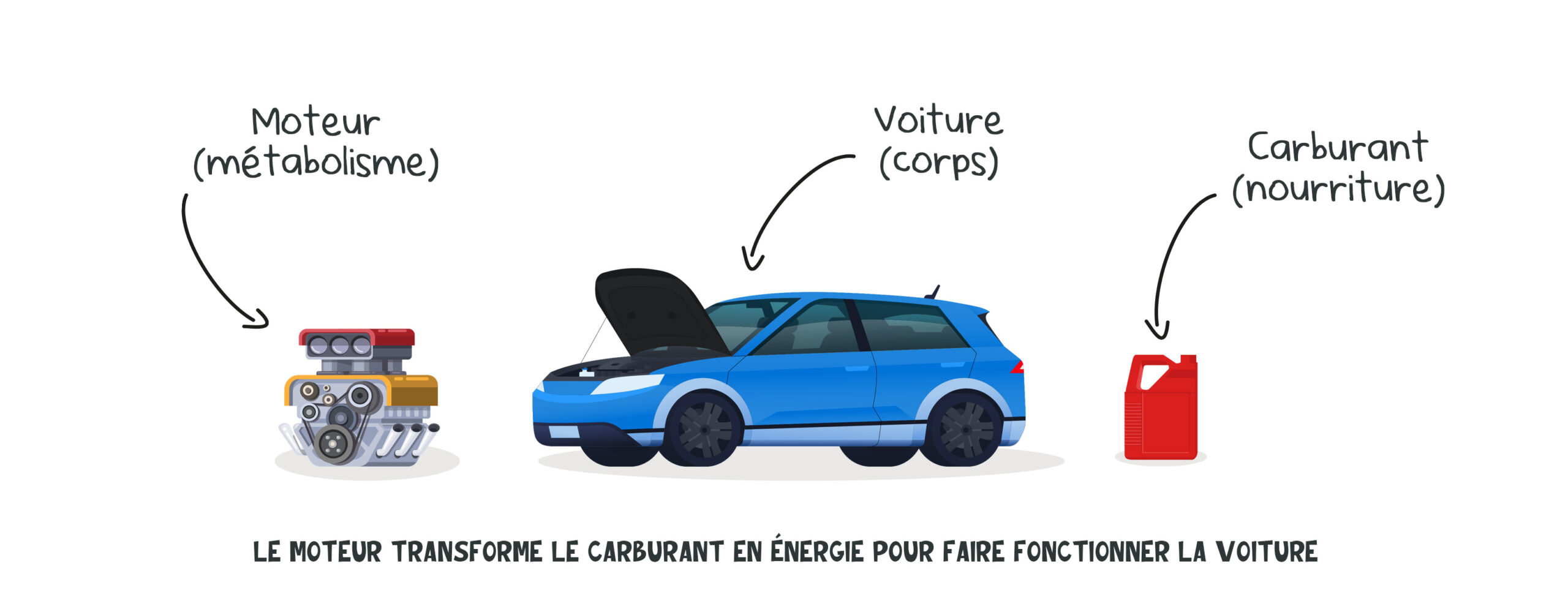 Comprendre et optimiser le métabolisme pour la perte de poids