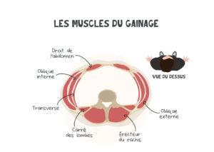 Gainage et ventre plat