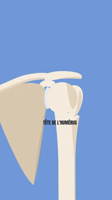 Extrait de la vidéo sur l'anatomie de l'épaule